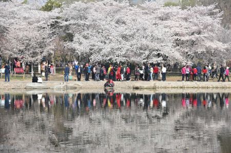 (miniature) Des visiteurs au milieu de cerisiers en fleurs au parc Yuyuantan