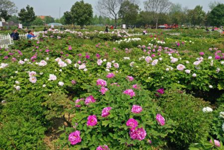 (miniature) Des gens visitent un jardin de pivoines à Heze