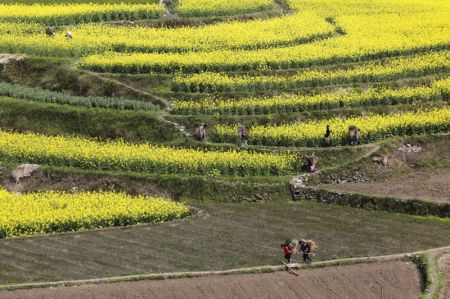(miniature) Des villageois travaillent dans les champs à Baini