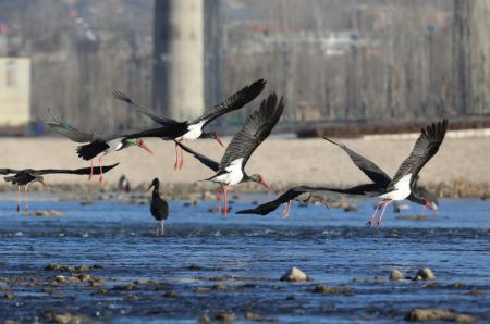 (miniature) Des cigognes noires sur la rivière Mianman