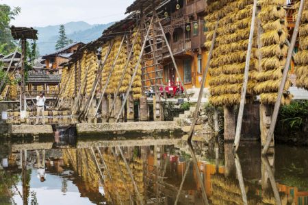 (miniature) Un homme prend en photos des épis de riz suspendus à des séchoirs en bois dans le village de Zhanli