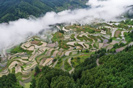 (miniature) Photo aérienne prise le 19 mai 2024 de champs en terrasses au village de Yangdong à Liping