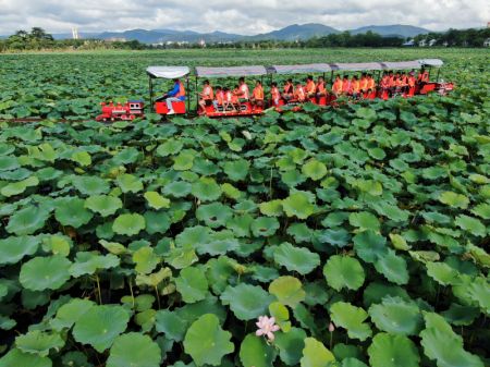 (miniature) Des visiteurs prennent un mini-train touristique pour admirer des fleurs de lotus sur le lac Longde