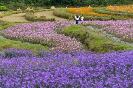 (miniature) Des touristes visitent un champ de fleurs dans une base agricole globale du bourg de Qiantao de l'arrondissement de Huaxi