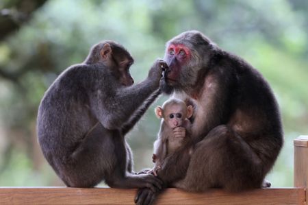 (miniature) Des macaques du Tibet dans le parc national de Wuyishan