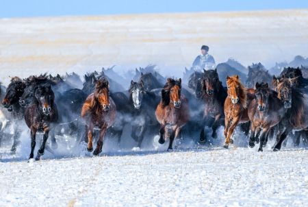 (miniature) Un gardien de troupeaux dompte des chevaux sur une prairie enneigée dans la bannière d'Ujimqin est de la ligue de Xilingol