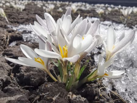 (miniature) Des fleurs de gagée s'épanouissent sur la prairie dans le district de Zhaosu