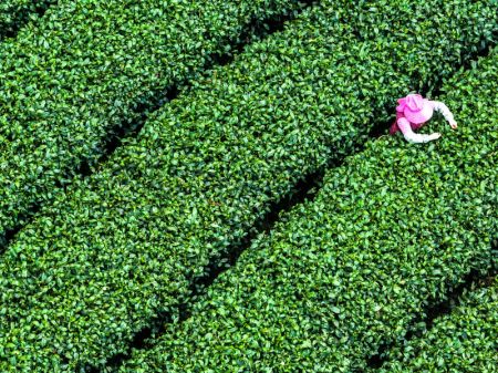 (miniature) Une agricultrice cueille des feuilles de thé dans une plantation de thé dans le district de Meitan
