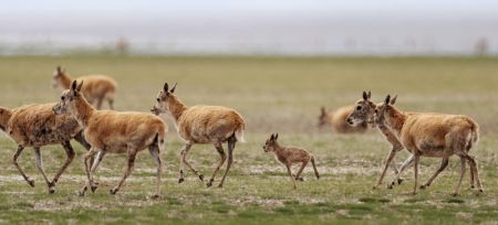 (miniature) Des antilopes tibétaines dans la réserve naturelle nationale de Qiangtang dans la région autonome du Xizang (sud-ouest de la Chine)