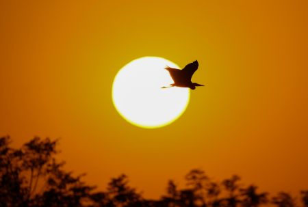 (miniature) Une aigrette survole la zone de conservation des grues blanches de Wuxing