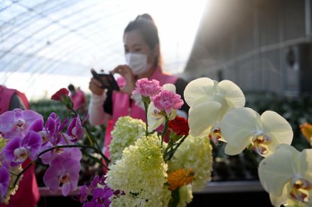 (miniature) Une villageoise prend en photo ses propres créations de compositions florales dans le village de Xizaozi de l'arrondissement de Donggang