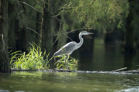 (miniature) Un oiseau se repose au parc national des zones humides du lac Chishan