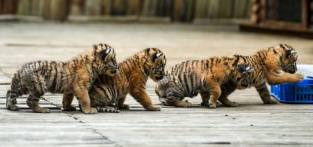 (miniature) Des bébés tigres de Sibérie dans le Parc d'animaux sauvages du Yunnan