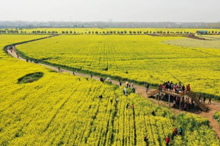 (miniature) Des visiteurs admirent des champs de colza en fleur dans le district de Baofeng