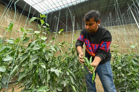 (miniature) Un villageois travaille dans une serre solaire intelligente d'une zone de démonstration de l'agriculture moderne du district de Bohu