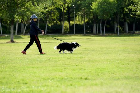 (miniature) Une femme promène son chien dans un parc à Hefei