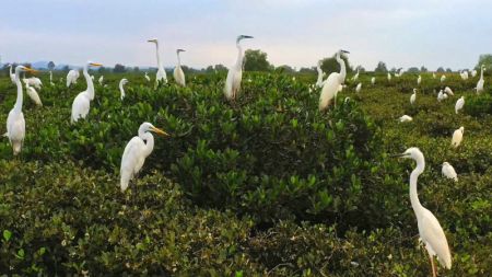 (miniature) Des oiseaux dans la réserve naturelle de mangroves de Shankou