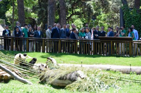 (miniature) Des visiteurs admirent le panda Jin Xi au Zoo de Madrid