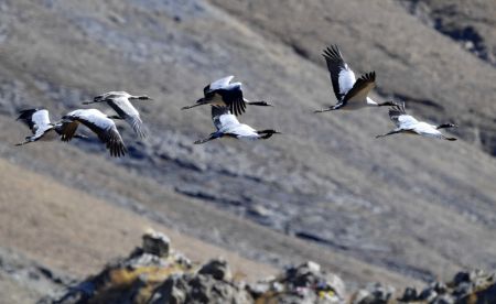 (miniature) Des grues à col noir sont aperçues dans une réserve naturelle du district de Lhunzhub