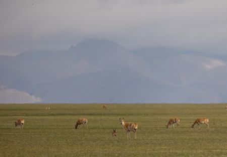 (miniature) Des antilopes tibétaines dans le district de Xainza de la ville de Nagqu de la région autonome du Xizang