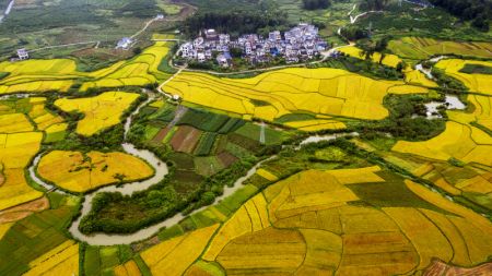 (miniature) Vue aérienne de rizières à Jingxi