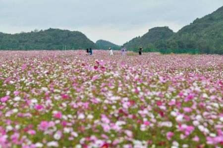 (miniature) Des touristes visitent un champ de fleurs dans une base agricole globale du bourg de Qiantao de l'arrondissement de Huaxi