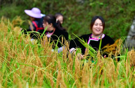 (miniature) Des villageoises récoltent du riz gluant dans le village de Jianhua du district de Congjiang de la préfecture autonome Miao de Qiandongnan