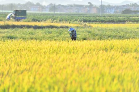 (miniature) Un agriculteur porte des past&egrave;ques dans une base de l&eacute;gumes du bourg de Qingtang