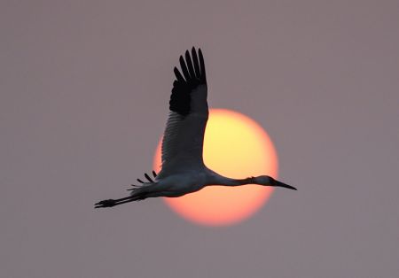 (miniature) Une grue blanche volant dans la lueur du soleil couchant sur la zone de conservation de la grue blanche de Wuxing au bord du lac Poyang à Nanchang