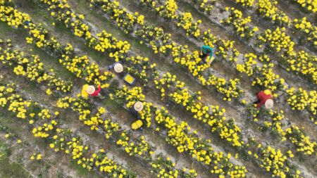 (miniature) Photo aérienne de villageois récoltant des chrysanthèmes dans le village de Yuelin de l'arrondissement de Nanyue