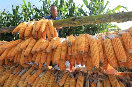 (miniature) Un agriculteur fait sécher le maïs au soleil dans la communauté résidentielle de Shaba de la ville de Tengchong