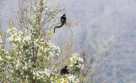 (miniature) Des singes Langur de François dans la réserve naturelle nationale de Mayanghe
