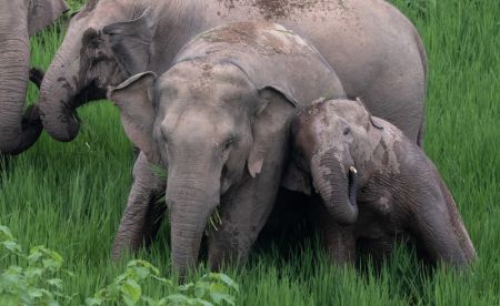 (miniature) Photo aérienne d'un éléphant d'Asie dans des rizières du district autonome Hani et Yi de Jiangcheng