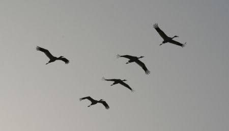 (miniature) Une volée de grues blanches survole la zone de conservation des grues blanches de Wuxing