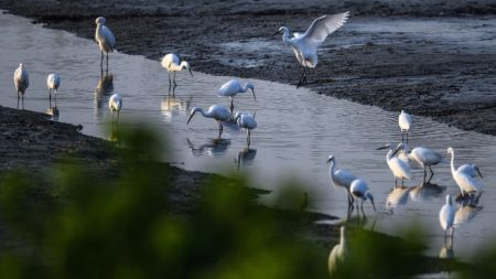 (miniature) Des oiseaux dans la réserve naturelle de mangroves de Shankou