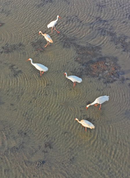 (miniature) Photo aérienne des grues blanches dans la zone humide de Huanzidong