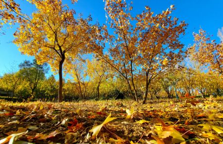 (miniature) Paysage automnal dans un parc d'Ordos