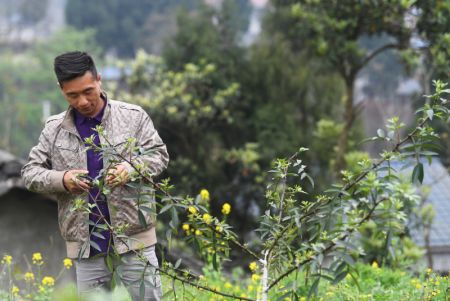 (miniature) Un villageois travaille dans une base de plantation du piment du Sichuan dans le bourg de Shuangjiang de l'arrondissement de Tongnan à Chongqing (sud-ouest)