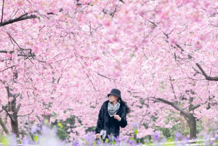 (miniature) Une touriste parmi les fleurs de cerisier au parc des fleurs de cerisier du lac de l'Est à Wuhan