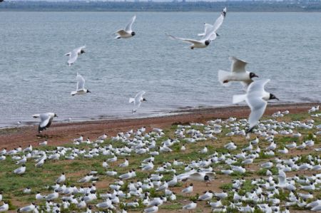 (miniature) Photo de drone de mouettes reliques dans la réserve naturelle nationale de Hongjiannao