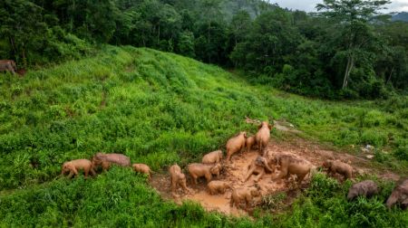 (miniature) Photo d'éléphants s'amusant dans la boue dans le bourg de Dadugang