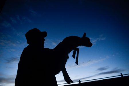 (miniature) Un membre du personnel porte un b&eacute;b&eacute; antilope tib&eacute;taine &agrave; la station de protection du lac Zonag &agrave; Hoh Xil
