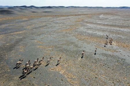 (miniature) Photo aérienne d'hémiones dans la réserve naturelle de Kalamayli