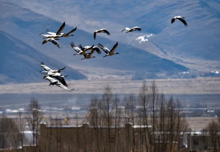 (miniature) Des grues à col noir sont aperçues dans une réserve naturelle du district de Lhunzhub