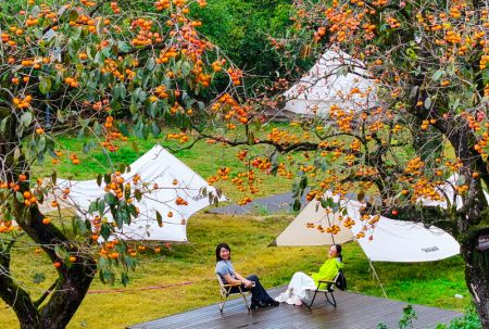 (miniature) Photo aérienne prise par un drone montrant des gens campant sous des kakis dans le village de Dongping à Quzhou