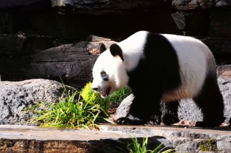 (miniature) Le panda géant Wang Wang profite du soleil d'hiver au Zoo d'Adélaïde