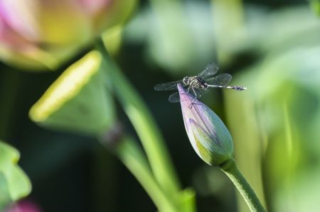 (miniature) Une libellule sur un lotus dans un étang à Changning