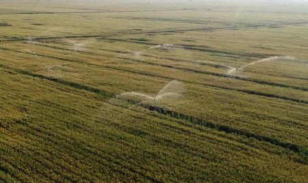 (miniature) Photo aérienne de blé irrigué par des arroseurs dans un champ du village de Zhongcheng