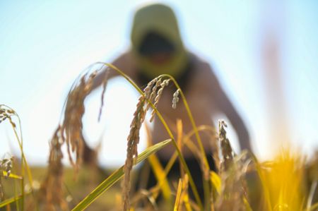 (miniature) Un agriculteur r&eacute;colte du riz dans le bourg de Xihe de la ville de Shulan