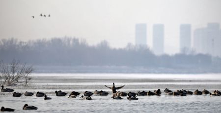 (miniature) Des oiseaux migrateurs sur la rivière Hunhe